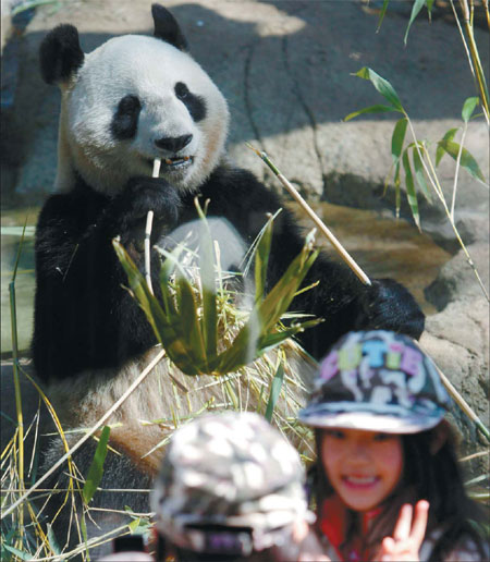 Pandas may find traveling hard to bear