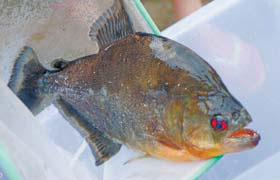 Man endures vicious fish attack in river