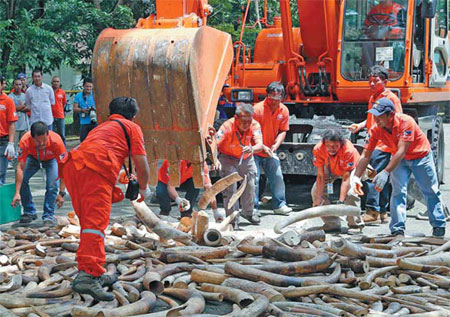 Philippines sends message against ivory trafficking