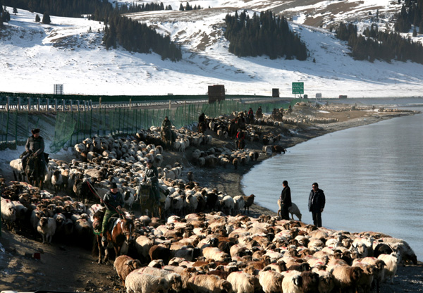 Sheep farmers test safe route to pastures