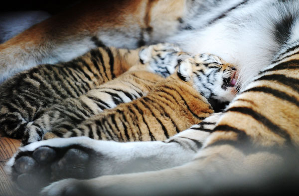 China Siberian tiger park sees 105 births in 2014
