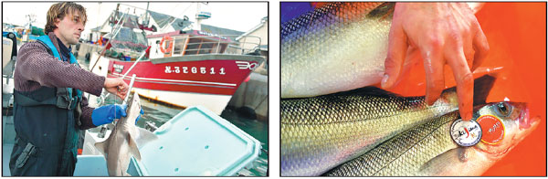 French chefs hooked on fish killed the Japanese way