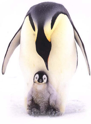 Emperor penguin(皇企鵝)