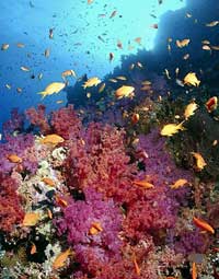 紅海為什么是紅色的？（通訊員稿）