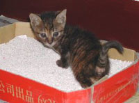 貓沙是誰發明的？