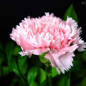 爸爸媽媽，我愛你們！（讀者作品）