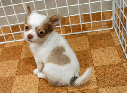 A long-coated male chihuahua named