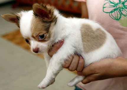 A long-coated male chihuahua named