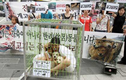 Animal rights activists, dressed up as dogs, pose with dogs inside a dog cage during a protest against the eating of dog meat in central Seoul July 25, 2007. In the summer, many Koreans traditionally eat dog meat for good health to overcome hot weather. The banner reads,