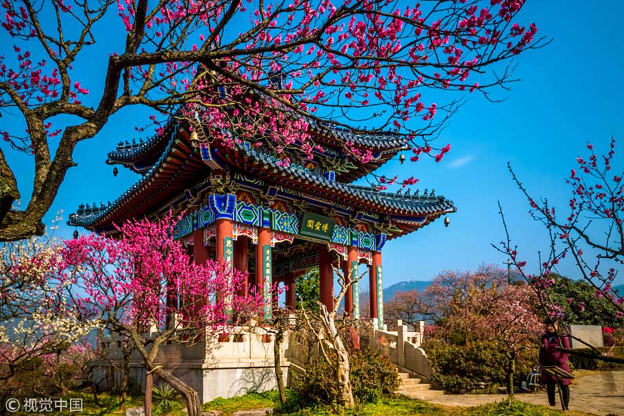 踏青季：春天盛開的9種鮮花 哪一種最美？（組圖）