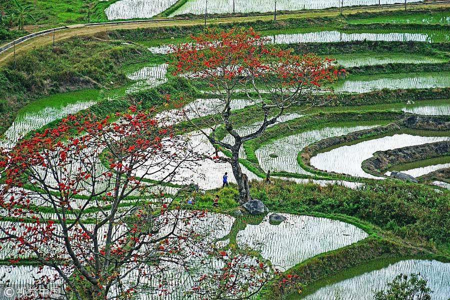 踏青季：春天盛開(kāi)的9種鮮花 哪一種最美？（組圖）