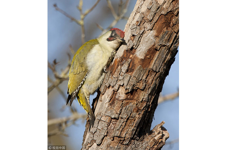 世界睡眠日特輯：小動物們的超萌睡姿（組圖）