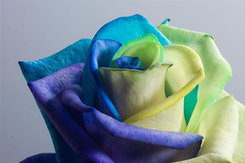 讀者佳作:Ocean Deep