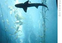 Visiting some popular aquariums