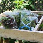 Rise in food gardens in US brings crop of questions for experts