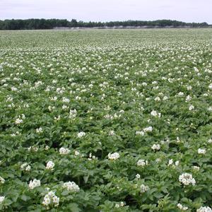 Scientists unravel potato's genetic blueprint