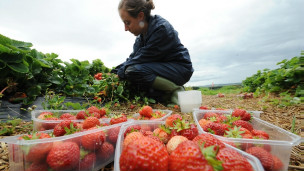 中國草莓進軍溫網(wǎng)“草莓冰激凌”