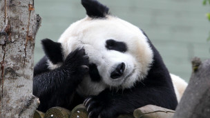 旅英大熊貓甜甜“可能懷孕”