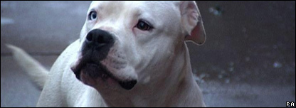 Dangerous Dogs in Britain 英國有危險的犬