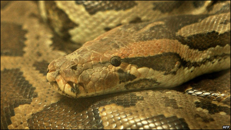 Snake Numbers in Decline 蛇的數量在減少