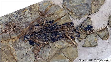 Bird or dinosaur 是鳥？還是恐龍？