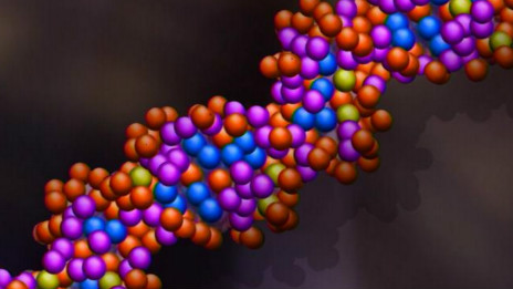 A genetic breakthrough11種導(dǎo)致阿爾茨海默病的危險基因