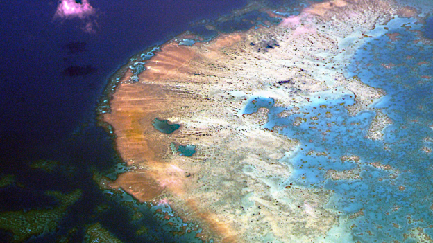 Great Barrier Reef 'severely damaged' 大堡礁“嚴重受損”