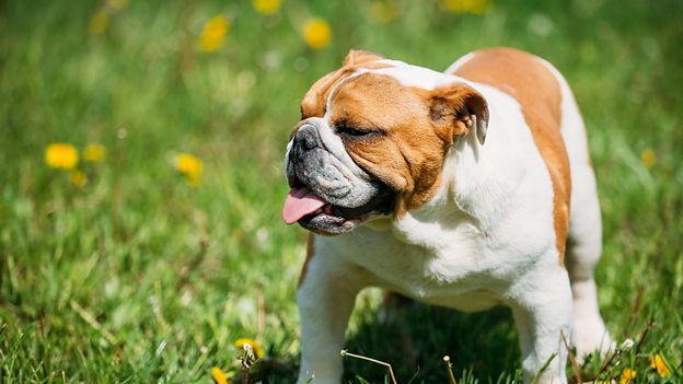 English Bulldog in need of 'new blood' 英國斗牛犬需通過雜交改善健康