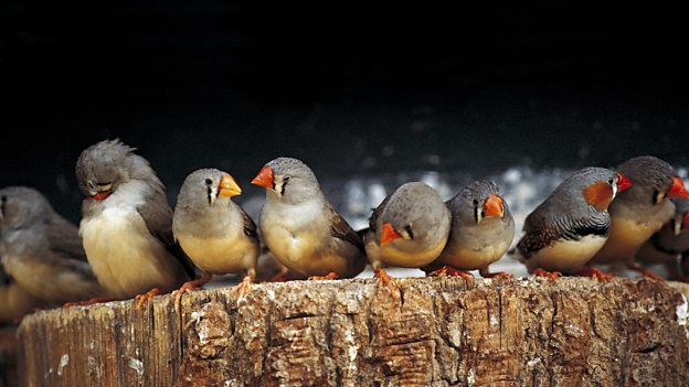 Zebra finch 'heat song' changes hatchling development “珍珠鳥”高溫時的鳴叫有助于雛鳥生長