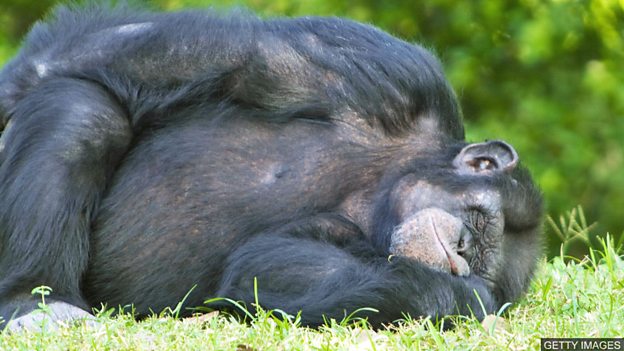 Are chimpanzee beds cleaner than human ones? 黑猩猩的“床”比人類的床還干凈?