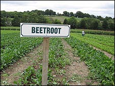 Pick Your Own 自摘農場