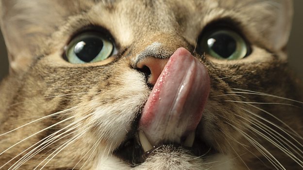 Cat got your tongue? 不吭聲,無言以對