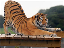 UK's Biggest Scaredy Cat 英國最大的膽小鬼