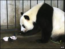 Bras, Beer and Pandas 文胸,啤酒和熊貓