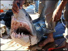 Shark Attack! 鯊魚入侵!