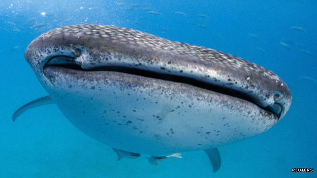 A big fish in a small pond 小地方的大人物