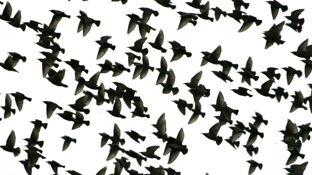 To flock to 大量涌進