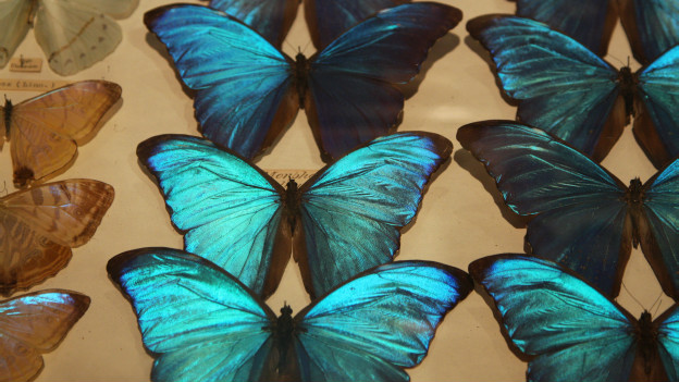 Butterflies in my stomach 肚子里有蝴蝶?