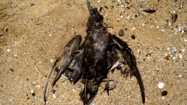 Dead as a dodo 徹底過時了