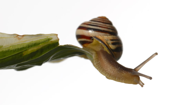 Out on a limb 處于危境、孤立無援