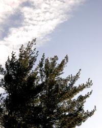 今天你“愛(ài)樹”了嗎?