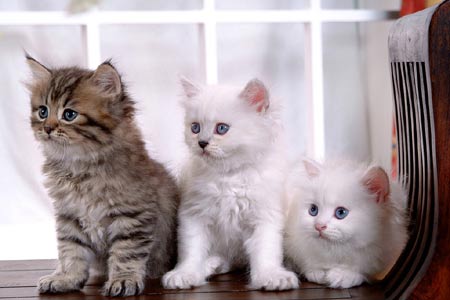 My cat sitting adventure 我的貓保姆經歷