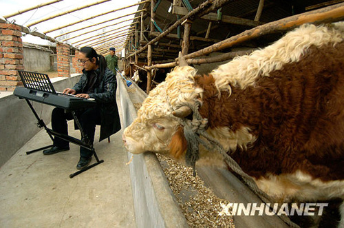 大學畢業生“對牛彈琴”譜寫新人生