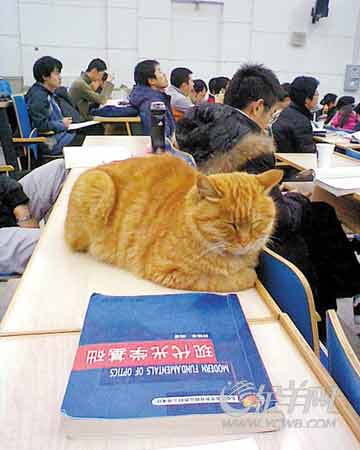 從北大“旁聽貓”看北大旁聽傳統