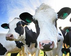 搞怪的2009另類諾貝爾獎(jiǎng)獲獎(jiǎng)名單