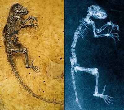 美國國家地理09年度十大科學發現