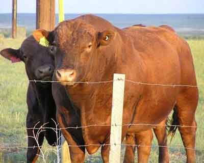 你認識這六種奇特的雜交動物嗎?