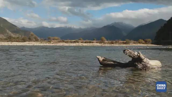 小康之路：他們曾經是伐木人，如今卻成了護林員和藏香廠老板丨解碼中國