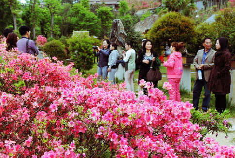 人間四月天 岳西花正紅