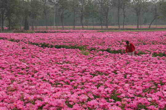 五月，來亳州看芍花